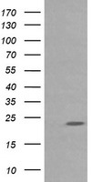 NLN Antibody