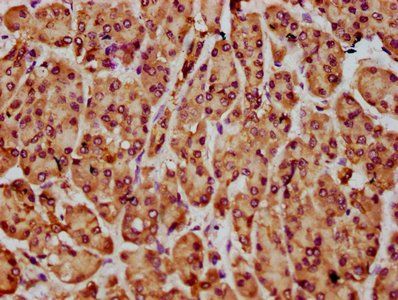 NLN Antibody