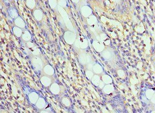 NLRC4 Antibody
