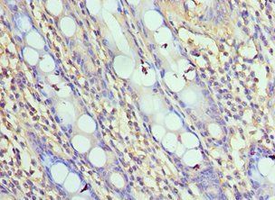 NLRC4 antibody