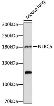 NLRC5 antibody