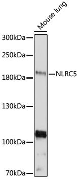 NLRC5 antibody