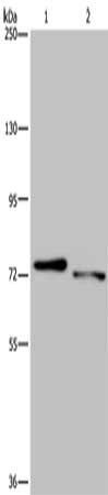 NLRP10 Antibody