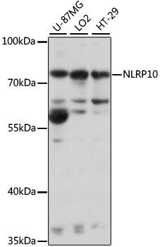 NLRP10 antibody