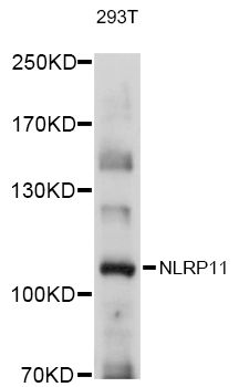 NLRP11 antibody