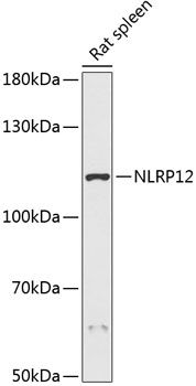 NLRP12 antibody