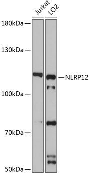 NLRP12 antibody