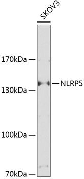 NLRP5 antibody