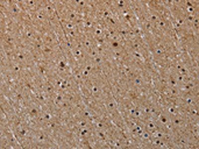 NLRP6 Antibody