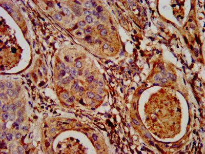 NLRP7 Antibody