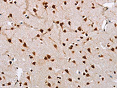 NLRP7 Antibody