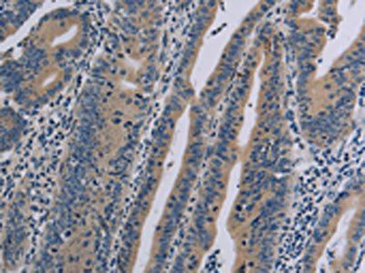 NLRP9 antibody