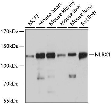 NLRX1 antibody