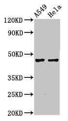 NMBR antibody