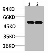 NMBR antibody