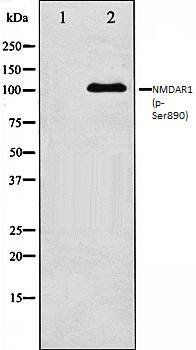 NMDAR1 (phospho-Ser890) antibody