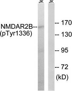 GRIN2B (phospho-Tyr1336) antibody