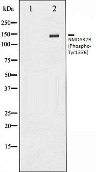 GRIN2B (Phospho-Tyr1336) antibody