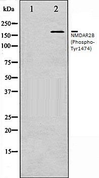 GRIN2B (Phospho-Tyr1474) antibody