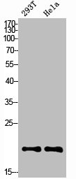 NME1 Antibody