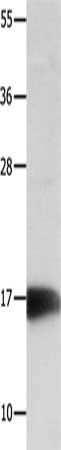 NME3 Antibody