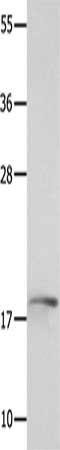 NME3 Antibody