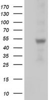 NME4 Antibody