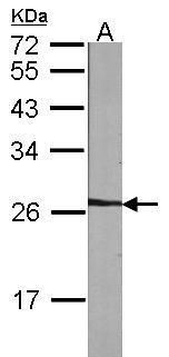 NME5 antibody