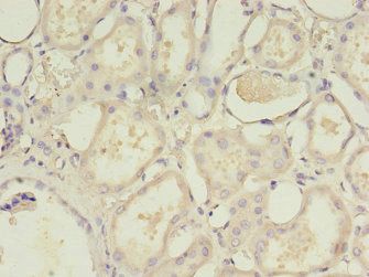 NME6 Antibody