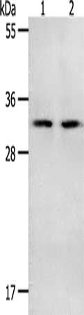 NME6 antibody