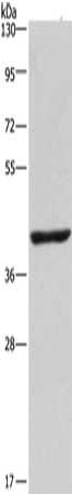 NME7 Antibody