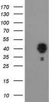 NMNAT1 antibody