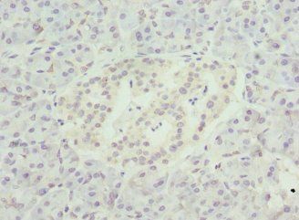NMNAT1 Antibody