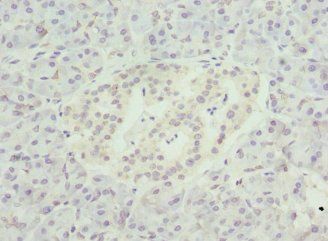 NMNAT1 antibody