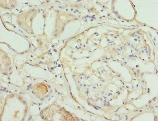 NMNAT1 Antibody