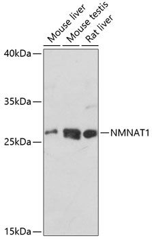 NMNAT1 antibody