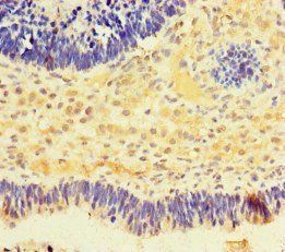 NMNAT2 Antibody