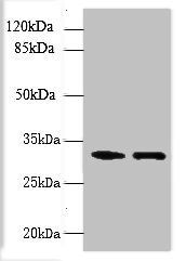 NMRAL1 Antibody