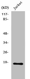 NMS antibody