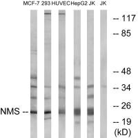 NMS antibody
