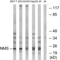 NMS Antibody