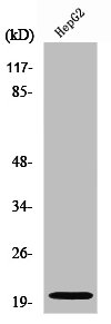 NMU antibody