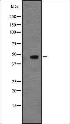 NMUR2 antibody