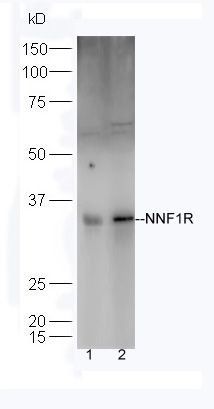 NNF1R antibody