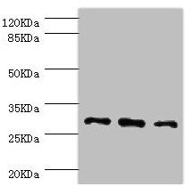 NNMT Antibody