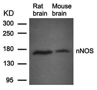 nNOS (Ab-852) Antibody