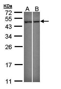 NNT/BSF-3 antibody