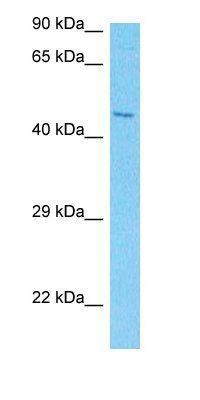 NO66 antibody