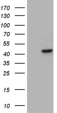 NOBOX antibody