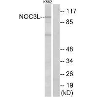 NOC3L antibody